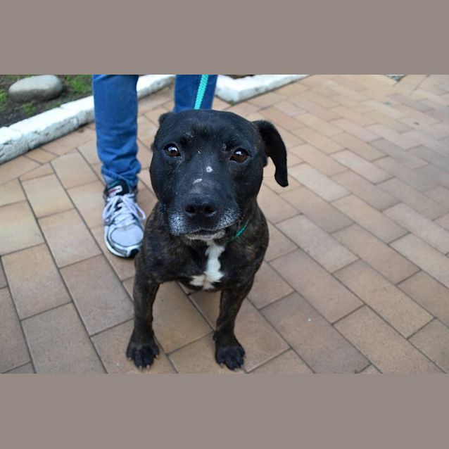 Photo of Elvis Needs Out Of The Pound! 