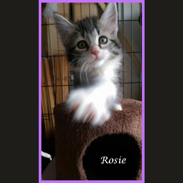 Photo of Rosie