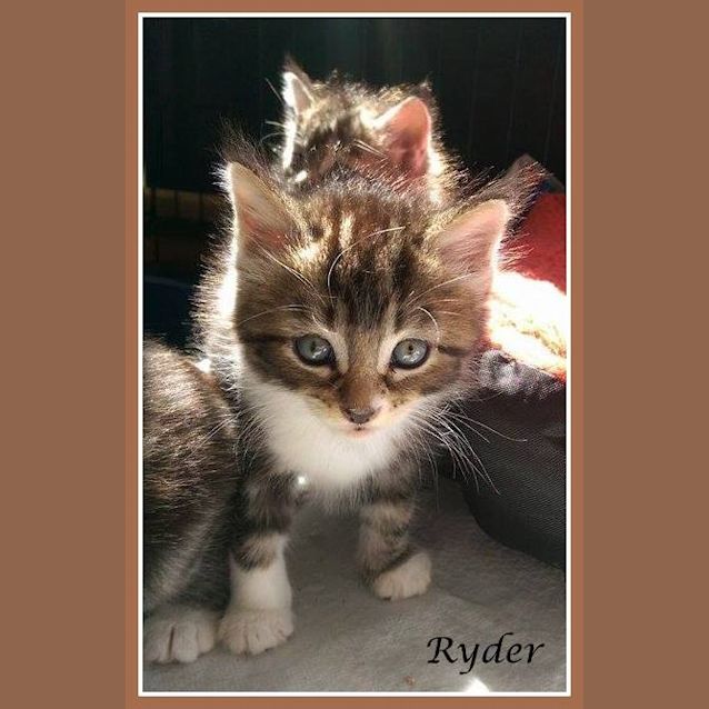 Photo of Ryder