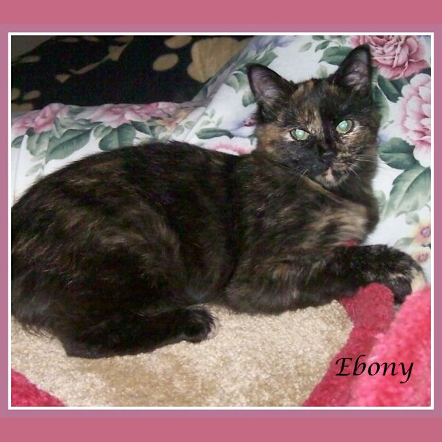Photo of Ebony