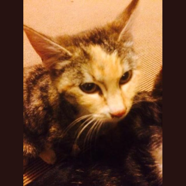 Photo of Willow Ec127