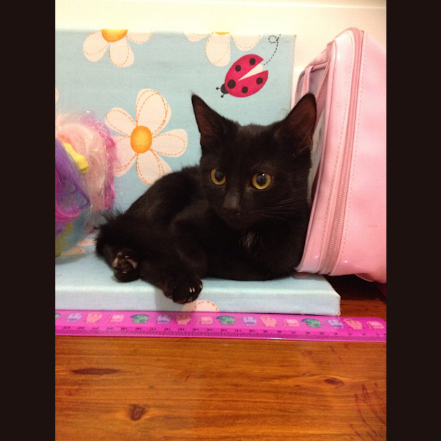 Photo of Lennox (The Pet House, Tuggerah)
