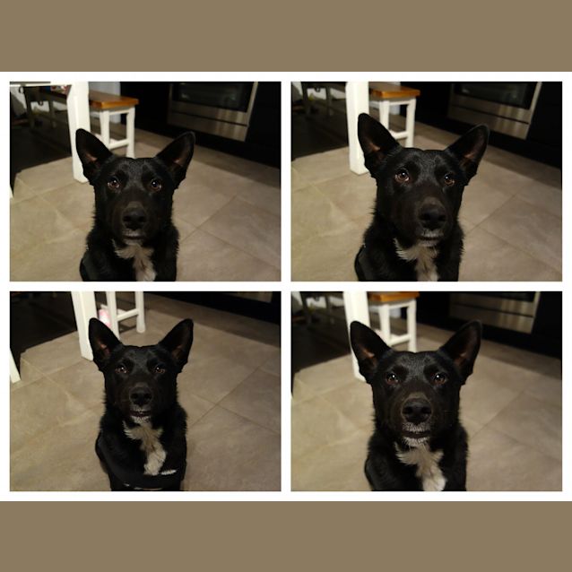 Photo of Rookie (Adopted!)
