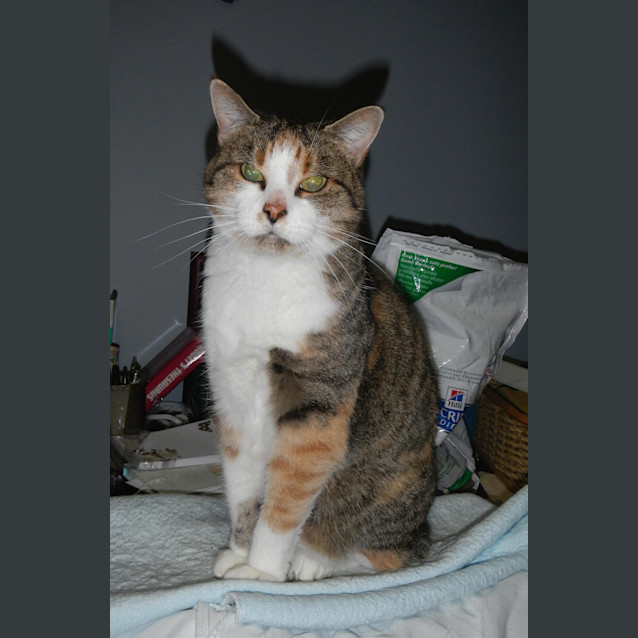 Photo of Pebbles