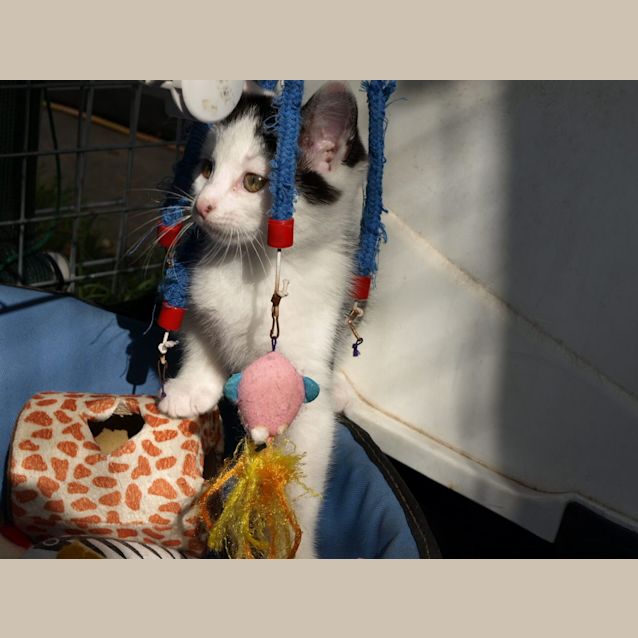 Photo of Kitten Rascal