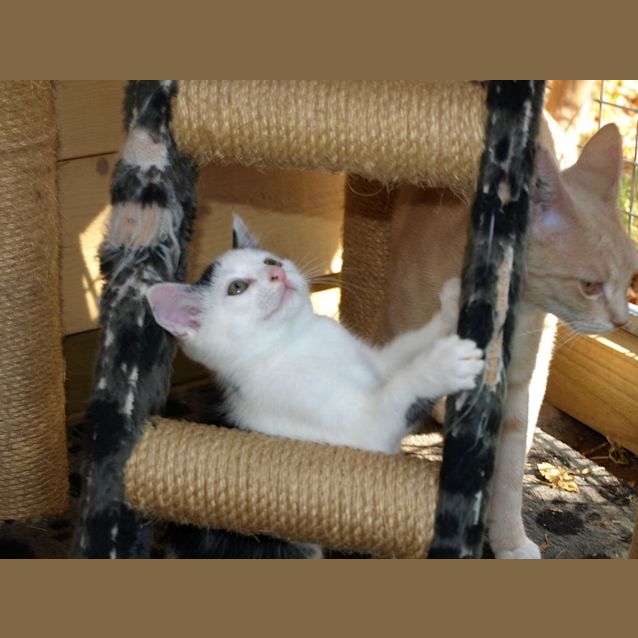 Photo of Kitten Rascal