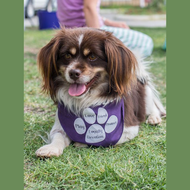 Photo of Mogwai Dl974