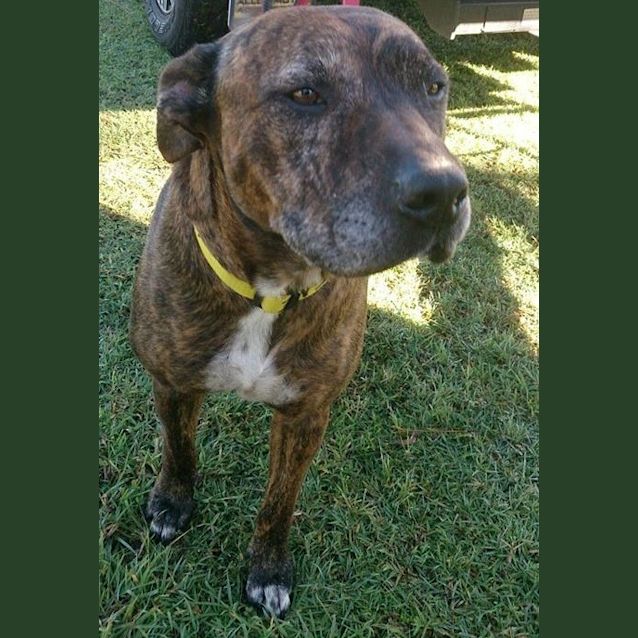 Photo of Major (At Rspca Big Adopt Day Sept 19 Brisbane)