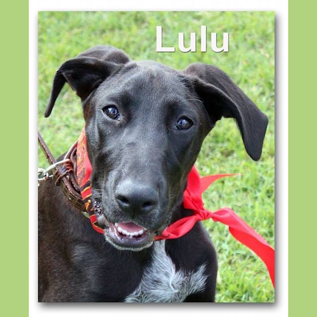 Photo of Lulu (Adoption Pending)