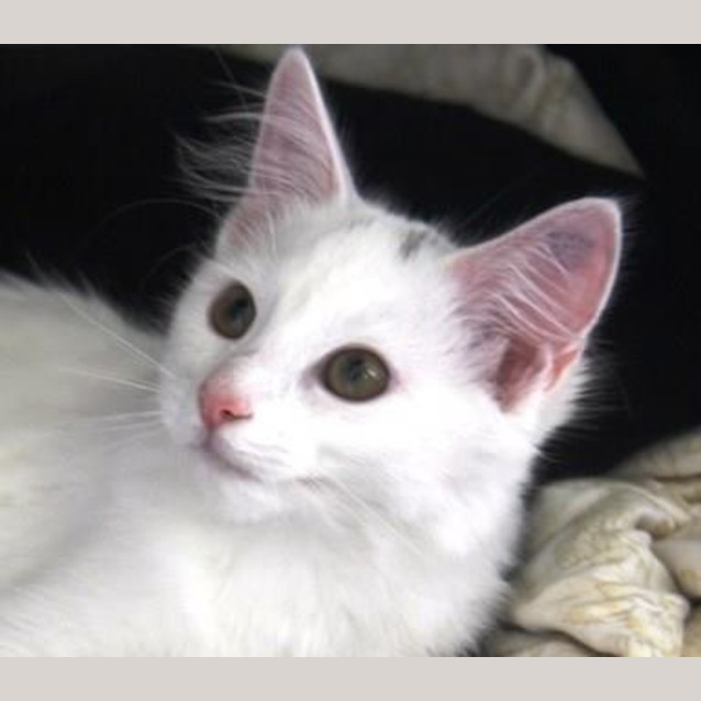 Photo of Sammy
