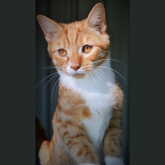 Photo of Soloman