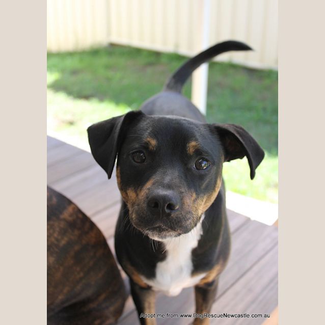 Photo of Zapper ~ Terrier X Kelpie (On Trial 10/7/15)