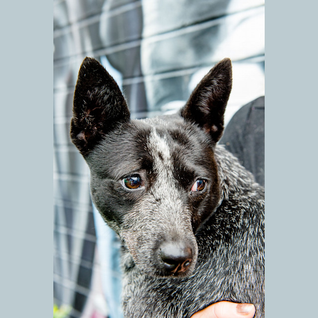 Photo of Indiana ~ #1502182