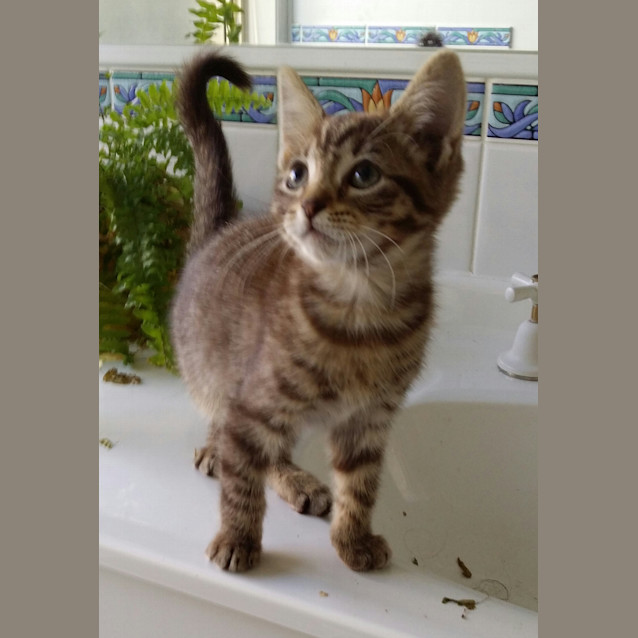 Photo of Charlotte Adoption Pending