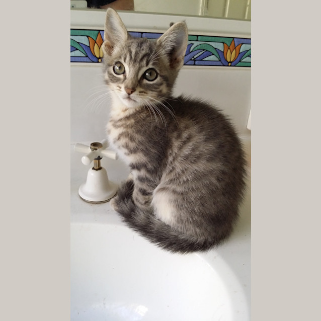 Photo of Diana Adoption Pending