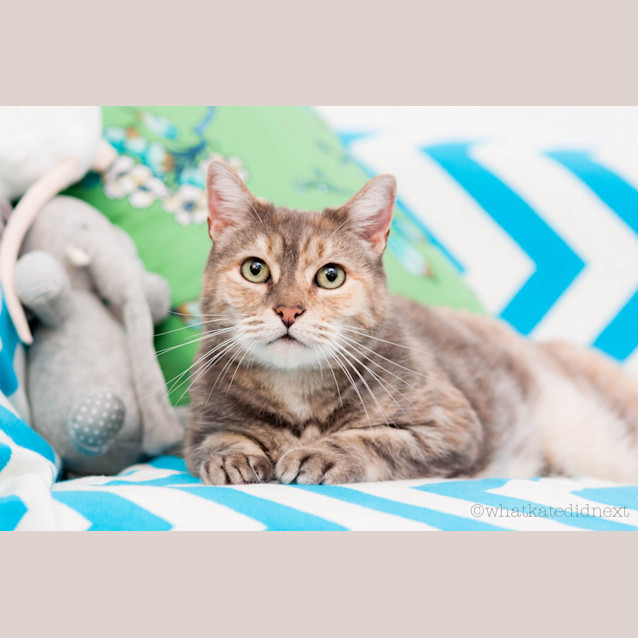 Photo of "Venus" Purrfect Match