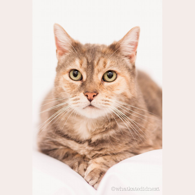 Photo of "Venus" Purrfect Match