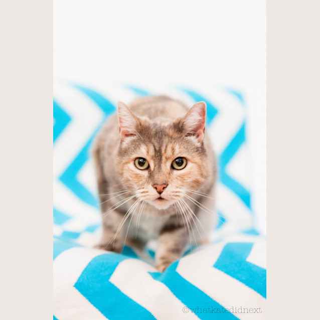 Photo of "Venus" Purrfect Match