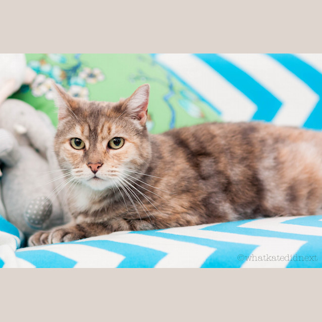 Photo of "Venus" Purrfect Match