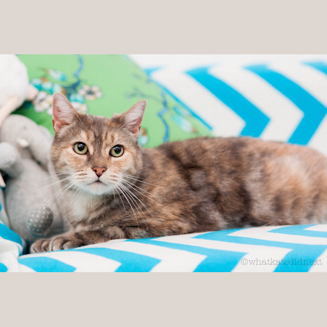 Photo of "Venus" Purrfect Match