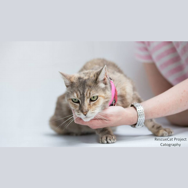 Photo of "Venus" Purrfect Match