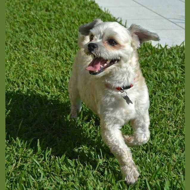 Photo of Benji Button (Adoption Pending)
