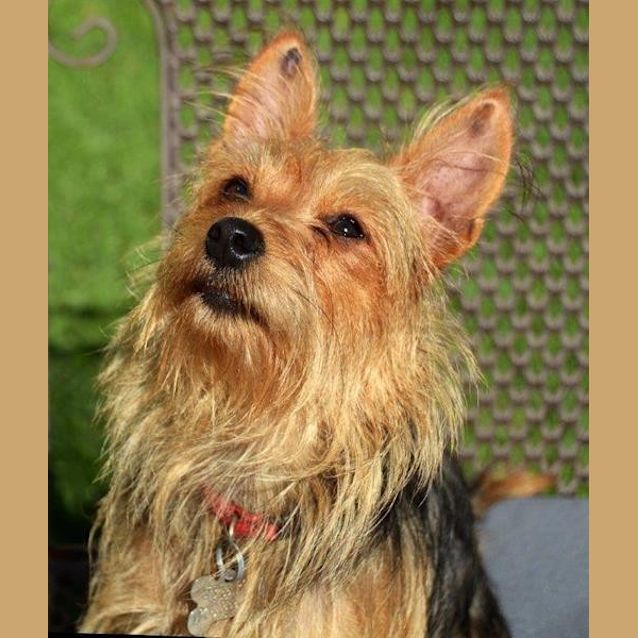 Photo of Cinnamon