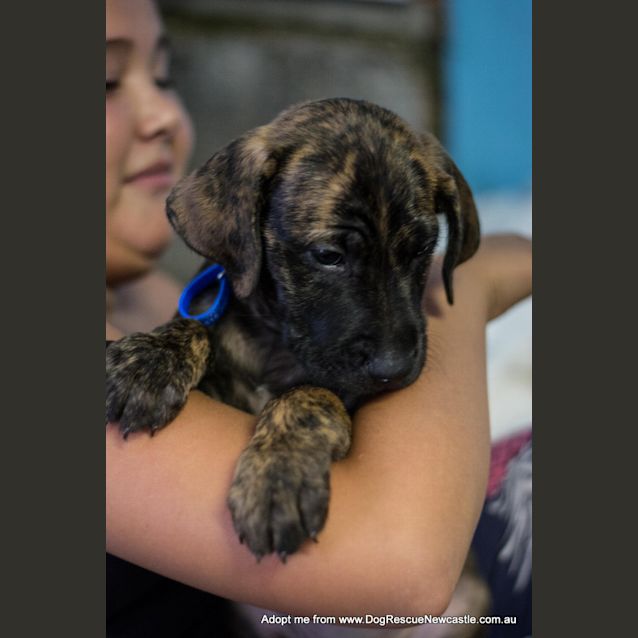 Photo of Prayah ~ Mastiff X Puppy, (On Trial 24/5/15)
