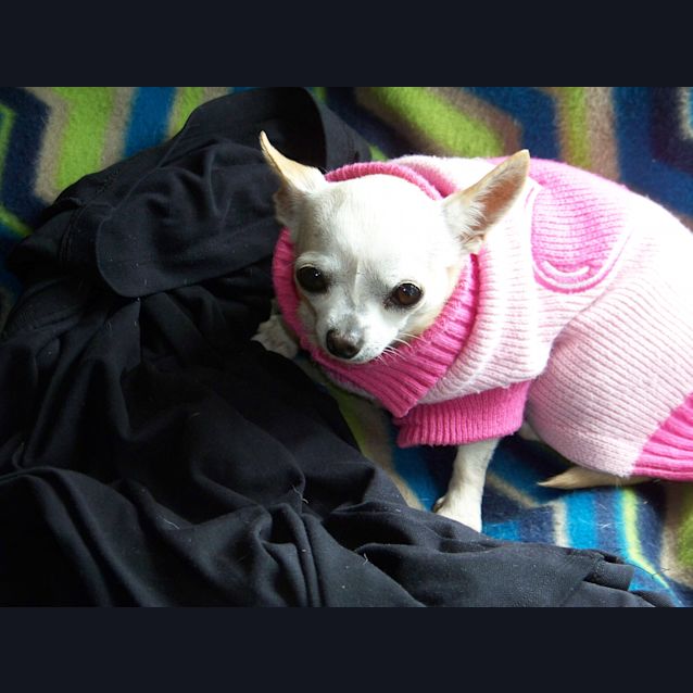 Photo of Wags