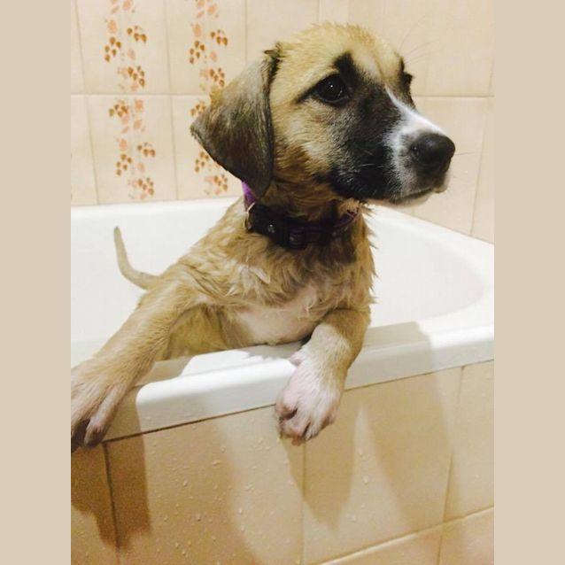 Photo of Summer  Adoption Pending