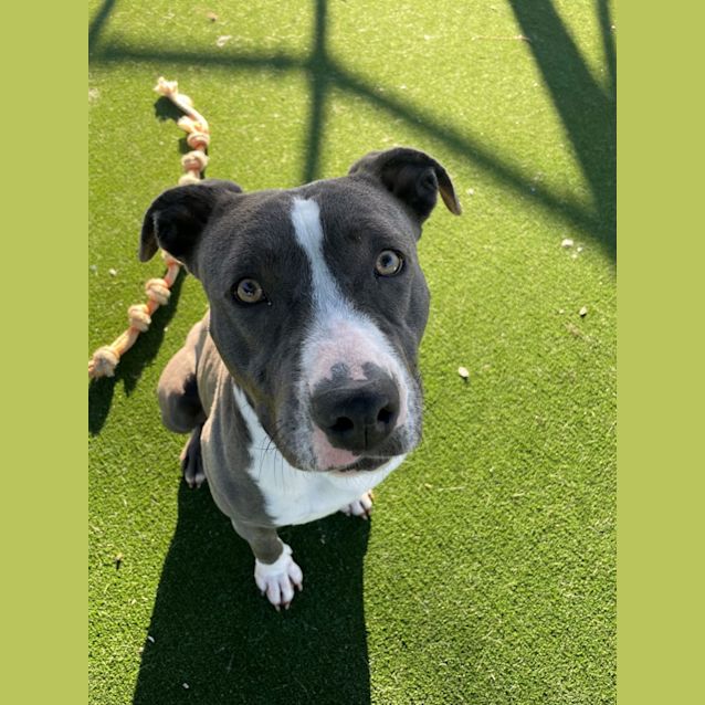 Photo of Maya Imp 414