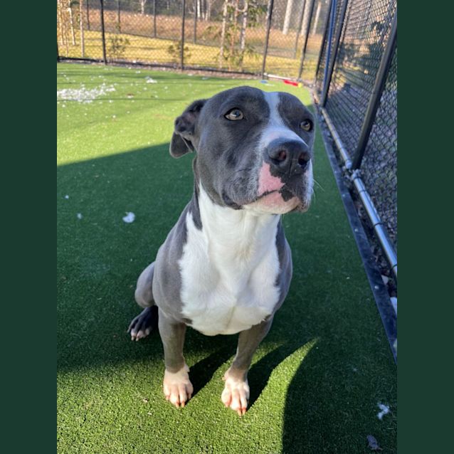 Photo of Maya Imp 414