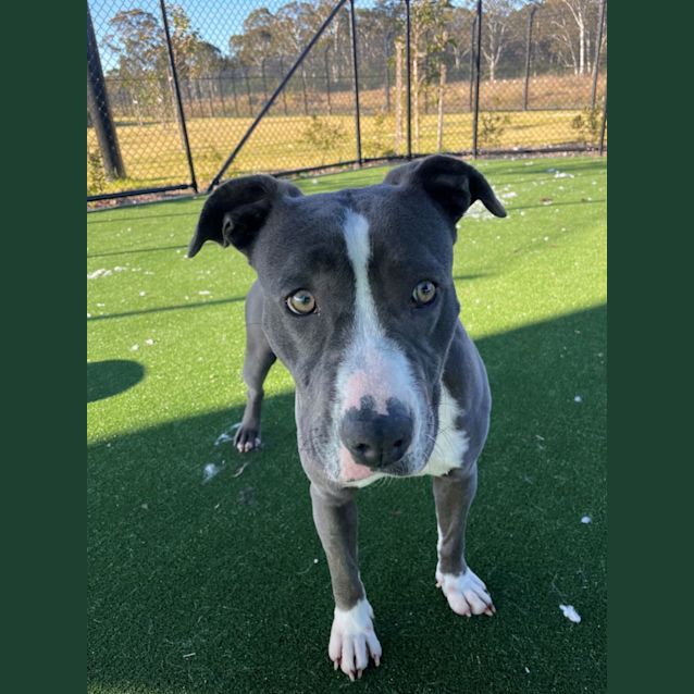 Photo of Maya Imp 414