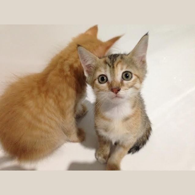 Photo of Piper  Kitten Kapers Rescue