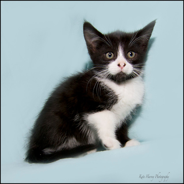 Photo of Cecil