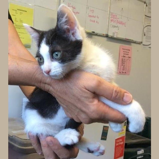 Photo of Bandit