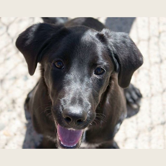 Photo of Sweet Delta 