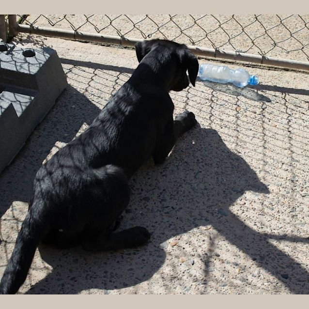 Photo of Sweet Delta 