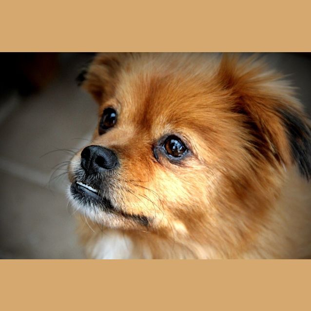 Photo of Bucket ***Under Application***