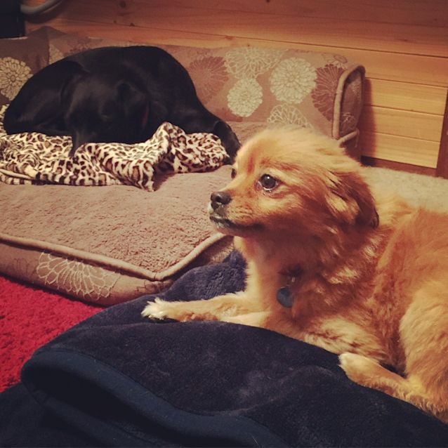 Photo of Bucket ***Under Application***