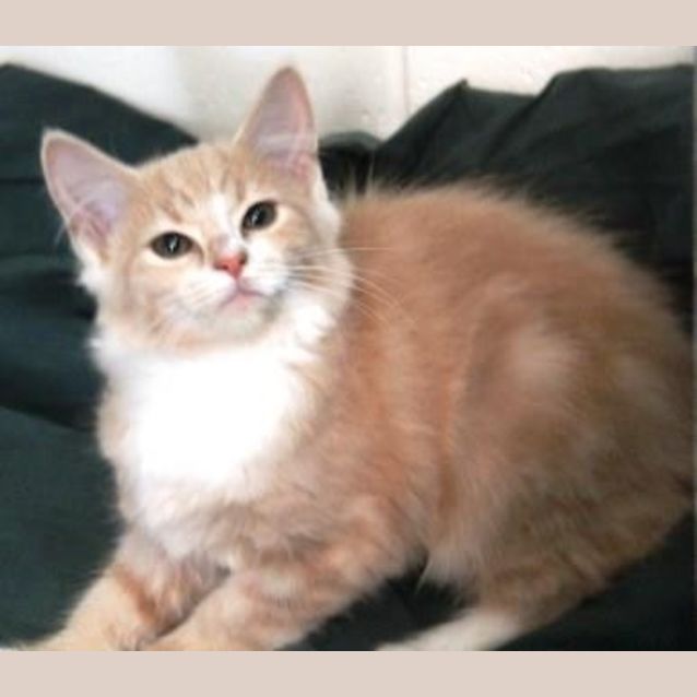 Photo of Cinders