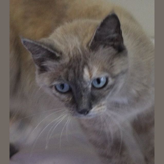 Photo of Halley
