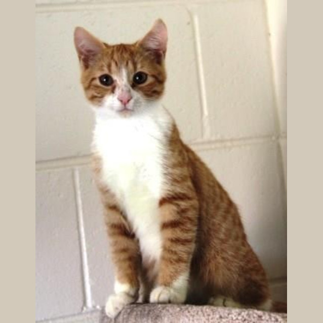 Photo of Socks