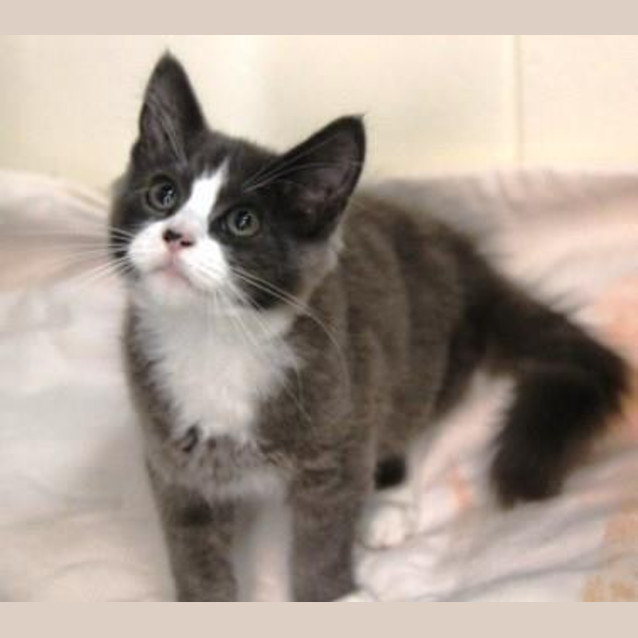 Photo of Smokey