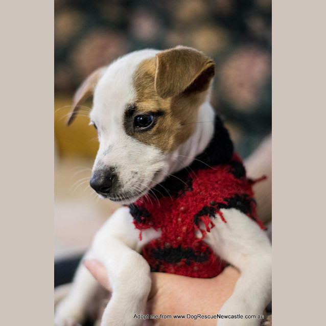 Photo of Hope ~ Boxer X Puppy (On Trial 20/5/15)