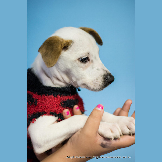 Photo of Hope ~ Boxer X Puppy (On Trial 20/5/15)