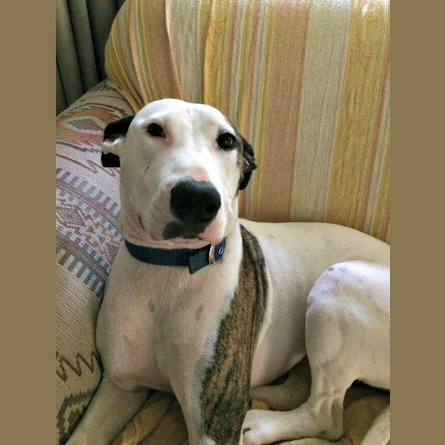 Photo of Shilah $200 Only!  Adoption Pending
