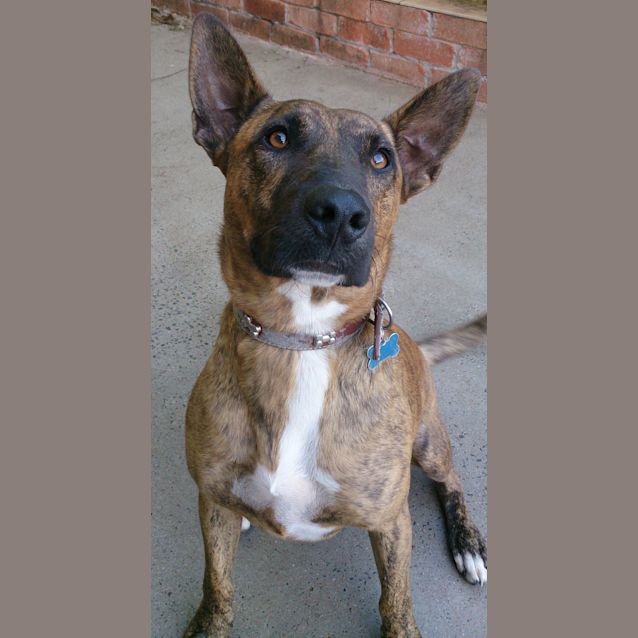 Photo of Dusty (Adoption Pending)