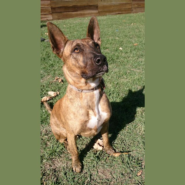 Photo of Dusty (Adoption Pending)