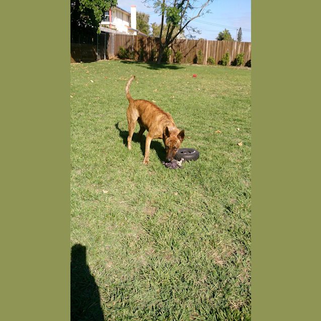 Photo of Dusty (Adoption Pending)